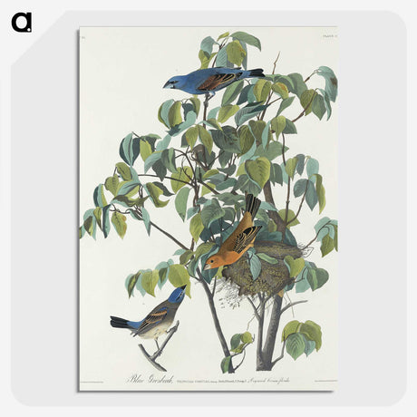 2-81_John-James-Audubon_picture-crop