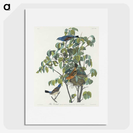 2-81_John-James-Audubon_picture