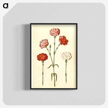 2-81_Maria-Sibylla-Merian_blk-crop