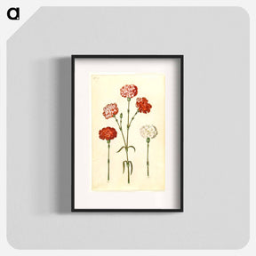 アートポスター-Dianthus caryophyllus
 - マリア ジビーラ メーリアン Poster.