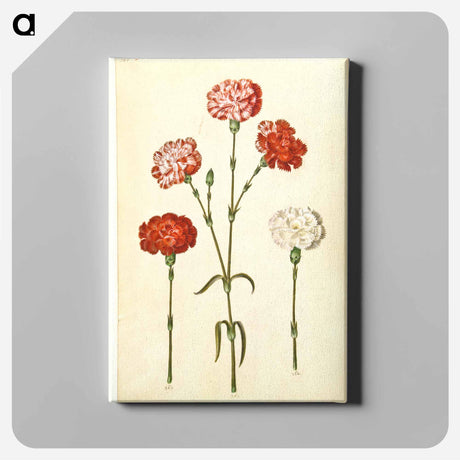アートパネル-Dianthus caryophyllus
 - マリア ジビーラ メーリアン Canvas.