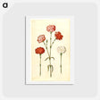 アートポストカード-Dianthus caryophyllus
 - マリア ジビーラ メーリアン Postcard.