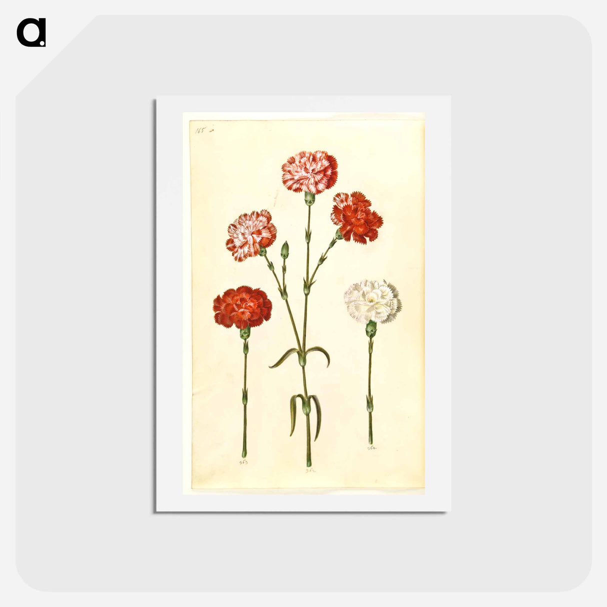 アートポストカード-Dianthus caryophyllus
 - マリア ジビーラ メーリアン Postcard.