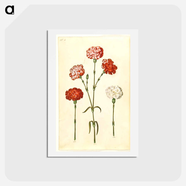 アートポストカード-Dianthus caryophyllus
 - マリア ジビーラ メーリアン Postcard.