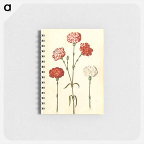 アートメモ帳-Dianthus caryophyllus
 - マリア ジビーラ メーリアン Memo.