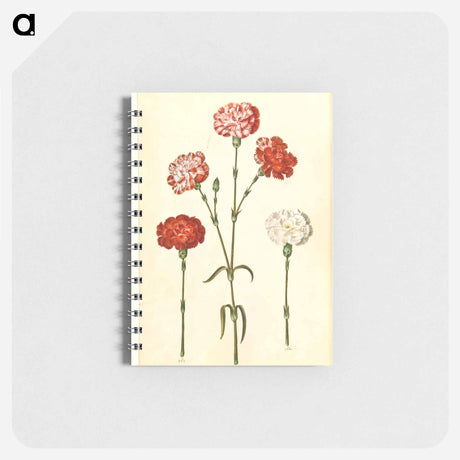 アートメモ帳-Dianthus caryophyllus
 - マリア ジビーラ メーリアン Memo.