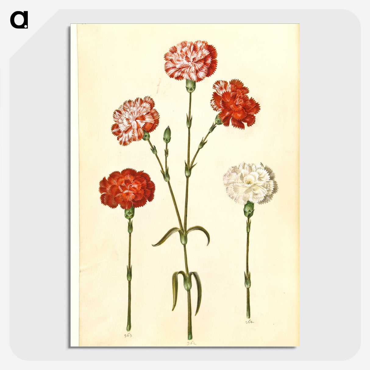 2-81_Maria-Sibylla-Merian_picture-crop