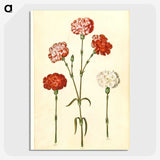 2-81_Maria-Sibylla-Merian_picture-crop