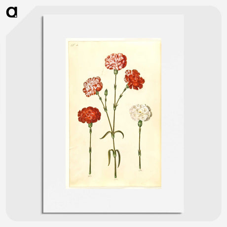 2-81_Maria-Sibylla-Merian_picture