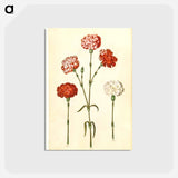 アートポストカード-Dianthus caryophyllus
 - マリア ジビーラ メーリアン Postcard.