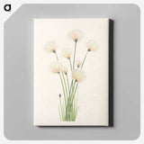 2-81_Mary-Vaux-Walcott_canvas