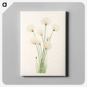 2-81_Mary-Vaux-Walcott_canvas
