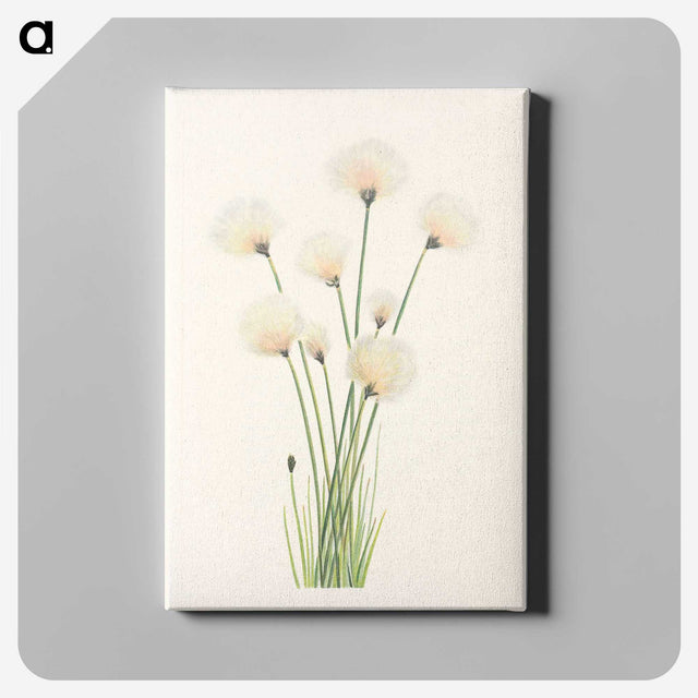 2-81_Mary-Vaux-Walcott_canvas