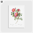アートポストカード-Rose of Love - ピエール ジョゼフ ルドゥーテ Postcard.