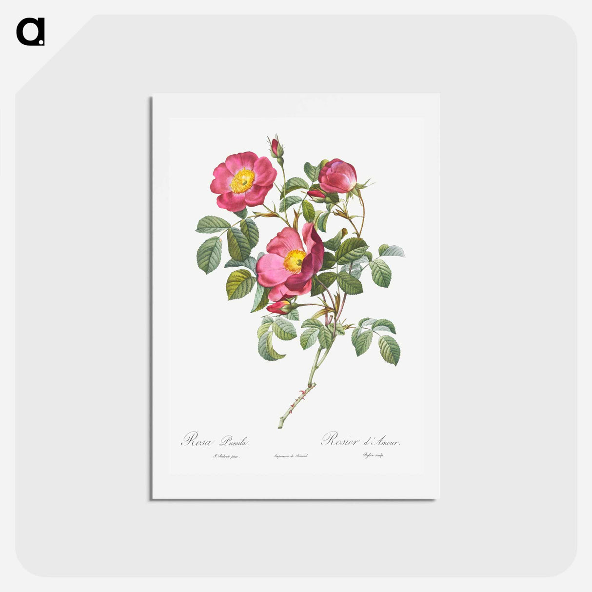 アートポストカード-Rose of Love - ピエール ジョゼフ ルドゥーテ Postcard.
