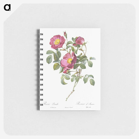 2-81_Pierre-Joseph-Redoute_memo