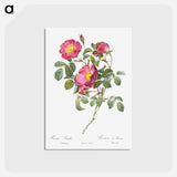 アートポストカード-Rose of Love - ピエール ジョゼフ ルドゥーテ Postcard.