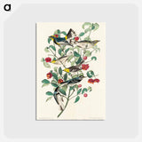 アートポストカード-Audubon's Warbler, Hermit Warbler and Black-throated gray Warbler from Birds of America
 - アメリカの鳥たち Postcard.