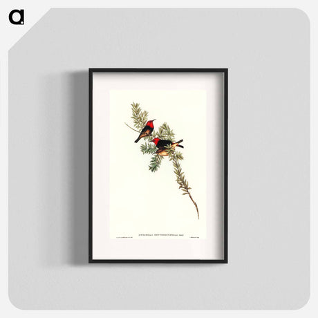 アートポスター-Red-headed Honey-eater
 - オーストラリアの鳥 Poster.
