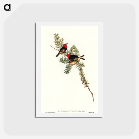 アートポストカード-Red-headed Honey-eater
 - オーストラリアの鳥 Postcard.