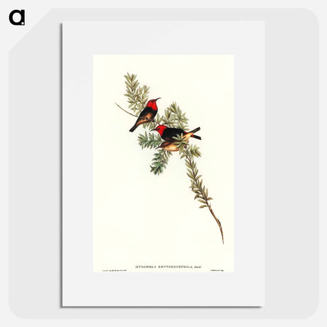 アートポスター-Red-headed Honey-eater
 - オーストラリアの鳥 Poster.