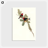 アートポストカード-Red-headed Honey-eater
 - オーストラリアの鳥 Postcard.