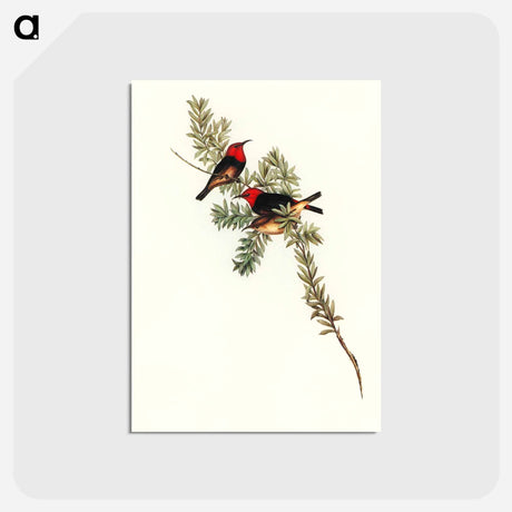 アートポストカード-Red-headed Honey-eater
 - オーストラリアの鳥 Postcard.