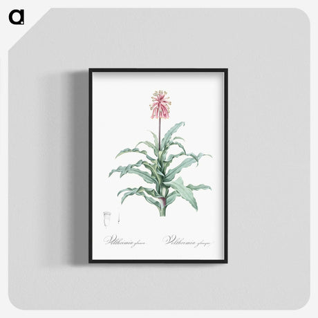 2-81_The-Lilies_blk-crop
