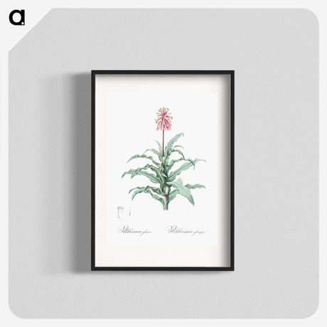 2-81_The-Lilies_blk