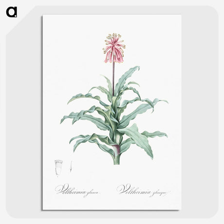 2-81_The-Lilies_picture-crop