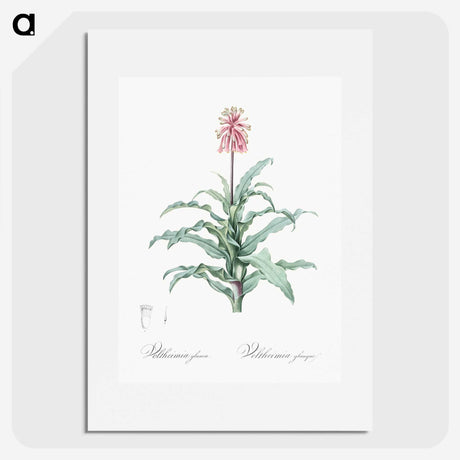 2-81_The-Lilies_picture