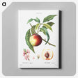 2-81_Treatise-on-Trees-and-Shrubs_canvas