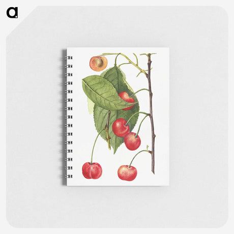 2-81_USDA-Watercolor-Fruit-Painting-Collection_memo