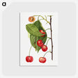 2-81_USDA-Watercolor-Fruit-Painting-Collection_postcard