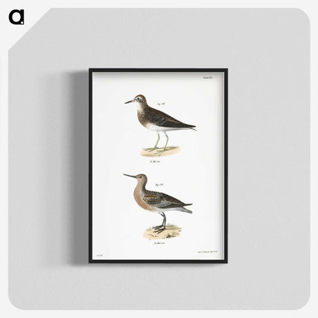 2-81_Zoology-of-New-York_blk-crop