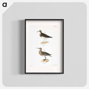 アートポスター-Pectoral Sandpiper (Tringa pectoralis) 194. Red-breasted Sandpiper (Tringa canutus) illustration from Zoology of New York by - ニューヨークの動物学 Poster.