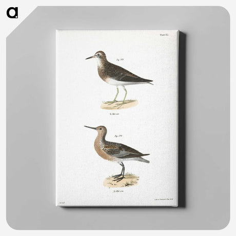 2-81_Zoology-of-New-York_canvas