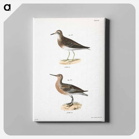 アートパネル-Pectoral Sandpiper (Tringa pectoralis) 194. Red-breasted Sandpiper (Tringa canutus) illustration from Zoology of New York by - ニューヨークの動物学 Canvas.