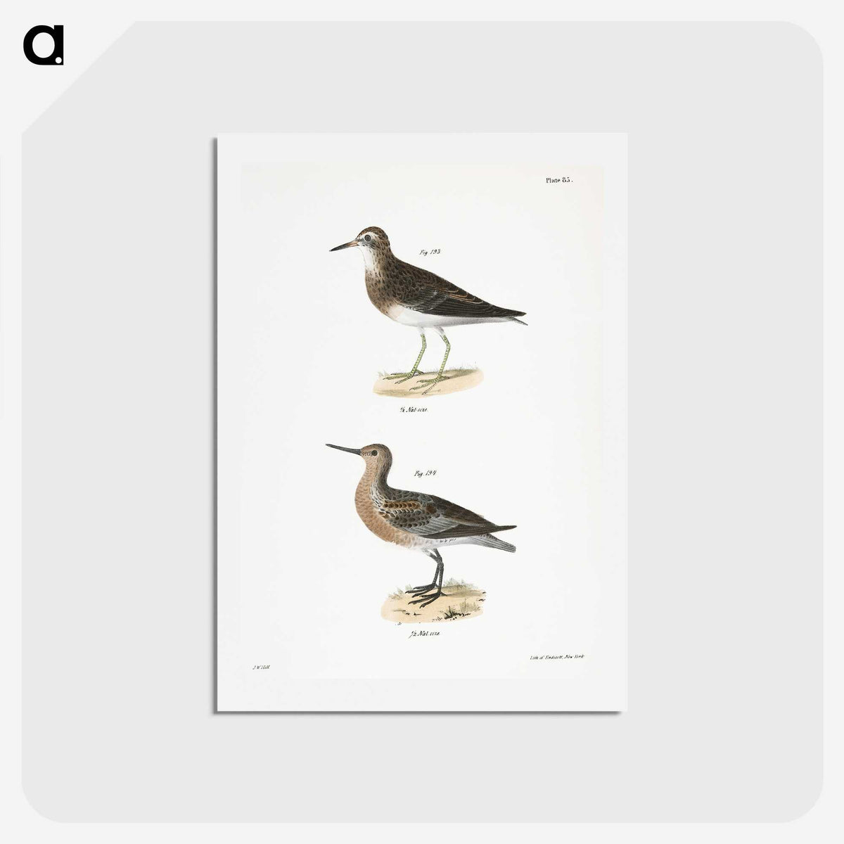 2-81_Zoology-of-New-York_hagaki