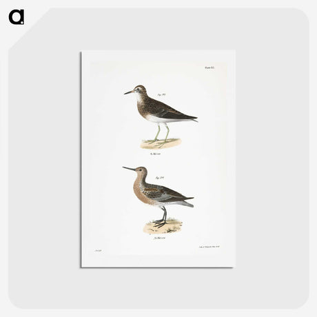 2-81_Zoology-of-New-York_hagaki