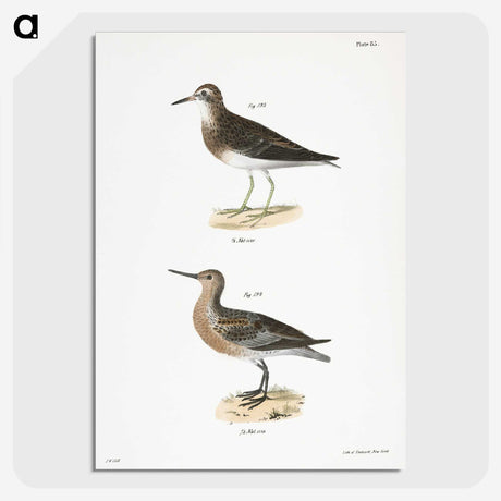 2-81_Zoology-of-New-York_picture-crop