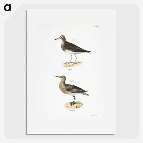 2-81_Zoology-of-New-York_picture