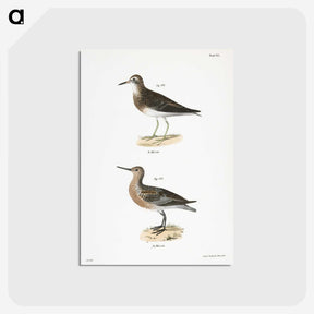 2-81_Zoology-of-New-York_postcard