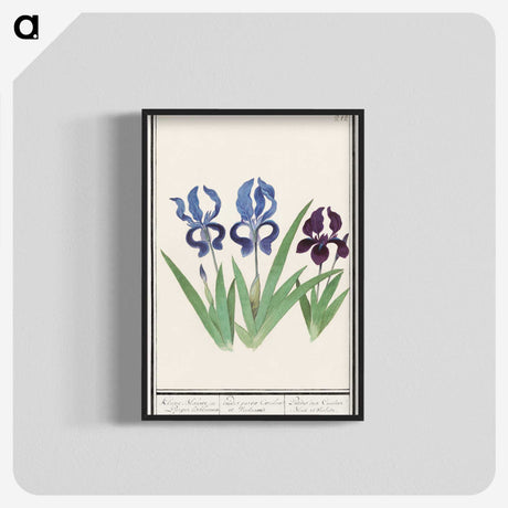 2-82_Anselmus-Boetius-de-Boodt_blk-crop