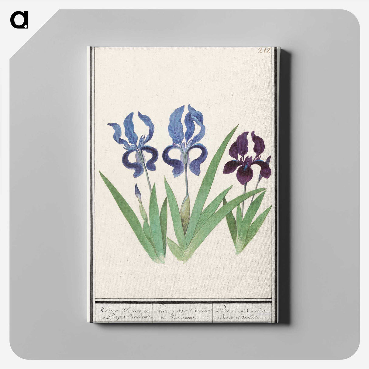 2-82_Anselmus-Boetius-de-Boodt_canvas