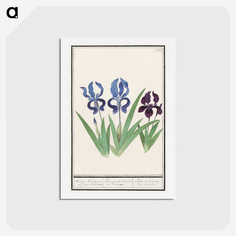 2-82_Anselmus-Boetius-de-Boodt_hagaki
