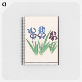 アートメモ帳-Purple iris - アンセルムス ボエティウス デ ブート Memo.