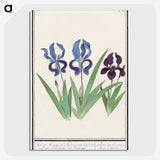 2-82_Anselmus-Boetius-de-Boodt_picture-crop
