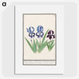 2-82_Anselmus-Boetius-de-Boodt_picture