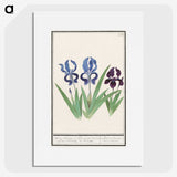 2-82_Anselmus-Boetius-de-Boodt_picture